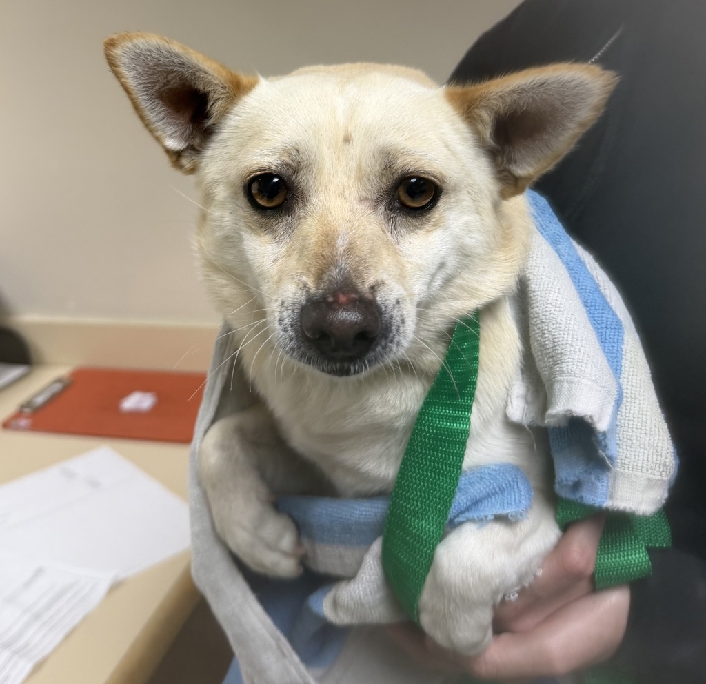 Shelter Stray Male Dog last seen Palm Avenue, San Diego, CA, 92173, 5500 Gaines St, San Diego, CA 92110, USA