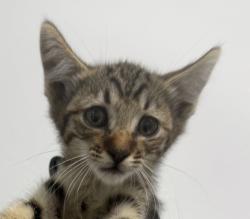 Shelter Stray Male Cat last seen Shooting Star DR, San Diego, CA, 92173, 5500 Gaines St, San Diego, CA 92110, USA