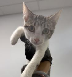Shelter Stray Female Cat last seen Near 29th Street, San Diego, CA, 92113, 5500 Gaines St, San Diego, CA 92110, USA