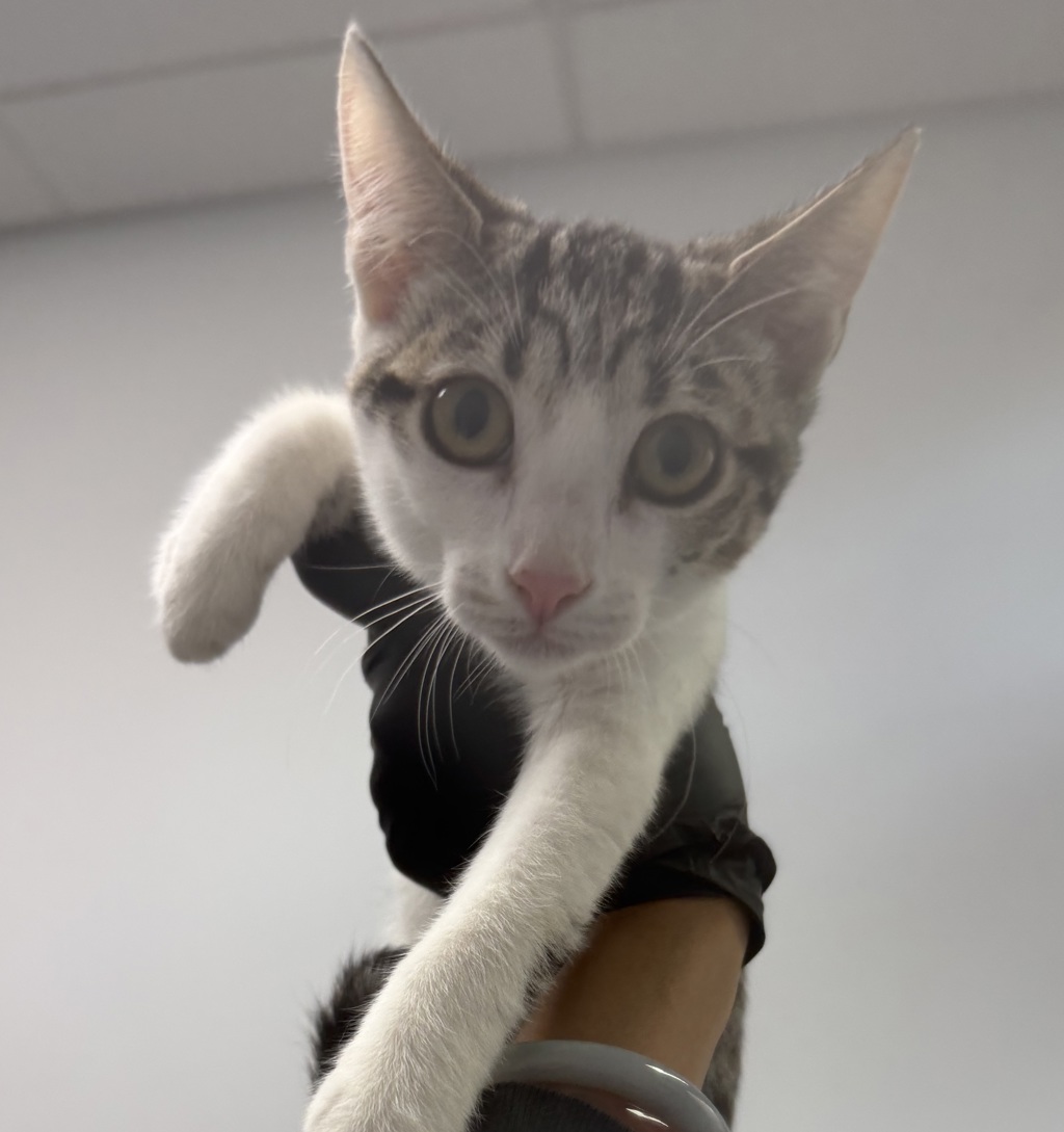 Shelter Stray Female Cat last seen Near 29th Street, San Diego, CA, 92113, 5500 Gaines St, San Diego, CA 92110, USA