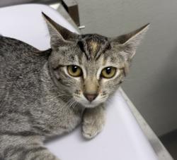 Shelter Stray Female Cat last seen Near 29th Street, San Diego, CA, 92113, 5500 Gaines St, San Diego, CA 92110, USA