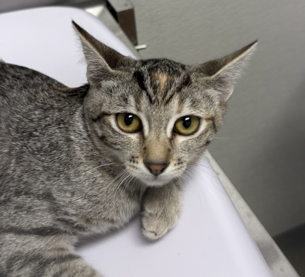 Shelter Stray Female Cat last seen Near 29th Street, San Diego, CA, 92113, 5500 Gaines St, San Diego, CA 92110, USA