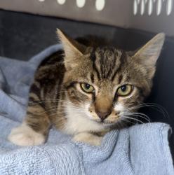 Shelter Stray Male Cat last seen Near Vacation Road, San Diego, CA, 92109, 5500 Gaines St, San Diego, CA 92110, USA