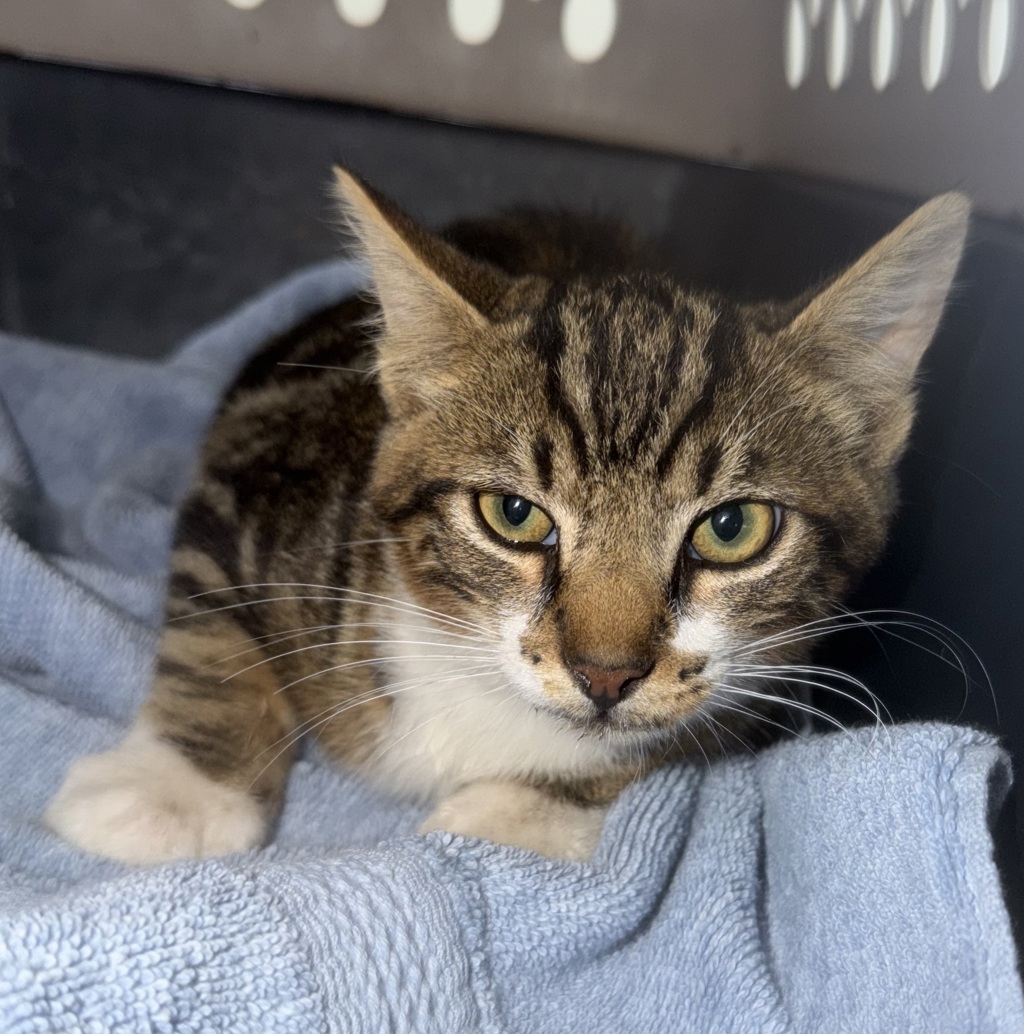 Shelter Stray Male Cat last seen Near Vacation Road, San Diego, CA, 92109, 5500 Gaines St, San Diego, CA 92110, USA