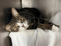 Shelter Stray Female Cat last seen Near Washington Avenue, BRONX, NY, 10451, 326 E 110th St, New York, NY 10029, USA