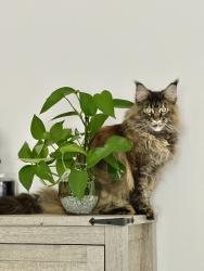 Lost Female Cat last seen Near SE 45th St, Bellevue, WA 98006, Bellevue, WA 98006
