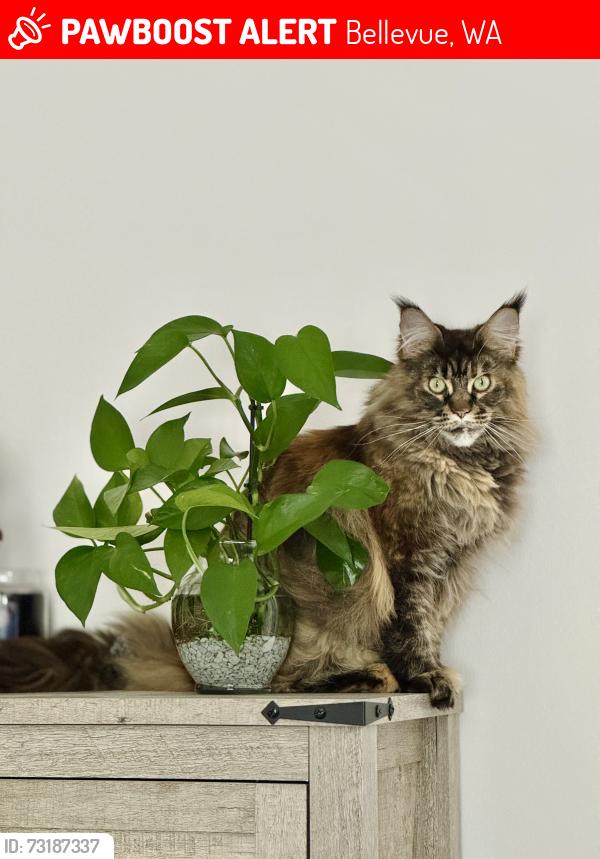 Lost Female Cat last seen Near SE 45th St, Bellevue, WA 98006, Bellevue, WA 98006