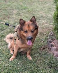 Lost Male Dog last seen Near s hairston rd, Stone Mountain, GA 30088