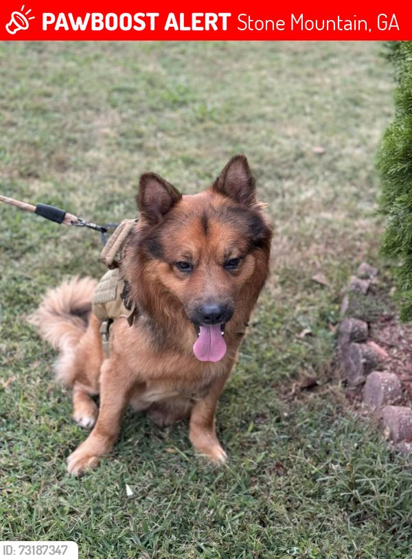 Lost Male Dog last seen Near s hairston rd, Stone Mountain, GA 30088