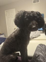 Lost Male Dog last seen N. Shallowford Rd. in 285 W., Atlanta, GA 30341