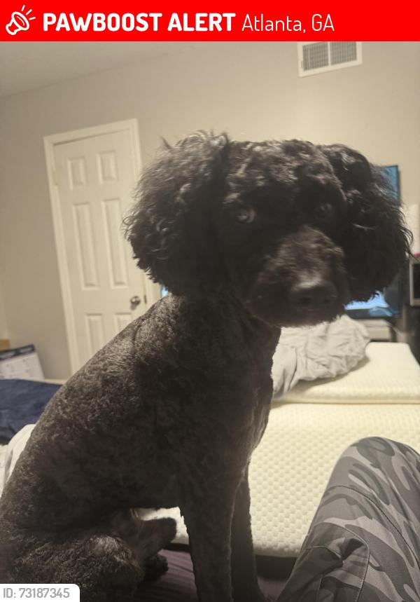 Lost Male Dog last seen N. Shallowford Rd. in 285 W., Atlanta, GA 30341