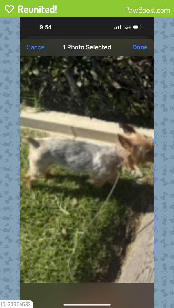 Reunited Female Dog last seen 5th Ave and 90th st Inglewood, Inglewood, CA 90305