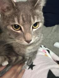 Lost Female Cat last seen Perry's, DFCS Office, Downtown Athens, Lodge of Athens (Residence), Athens, GA 30601