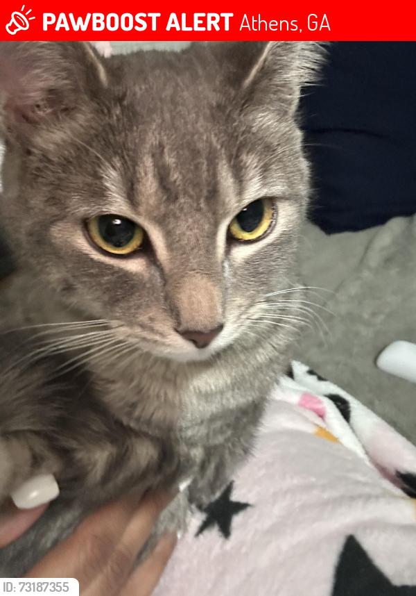 Lost Female Cat last seen Perry's, DFCS Office, Downtown Athens, Lodge of Athens (Residence), Athens, GA 30601