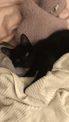 Reunited Male Cat last seen Knollwood drive/Marshall street, Safety Harbor, FL 34695