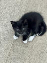 Found/Stray Male Cat last seen Near th Ave on 167 st, North Miami Beach, FL 33162