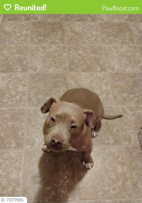 Reunited Female Dog last seen Rex Rd, Lake City, GA 30260