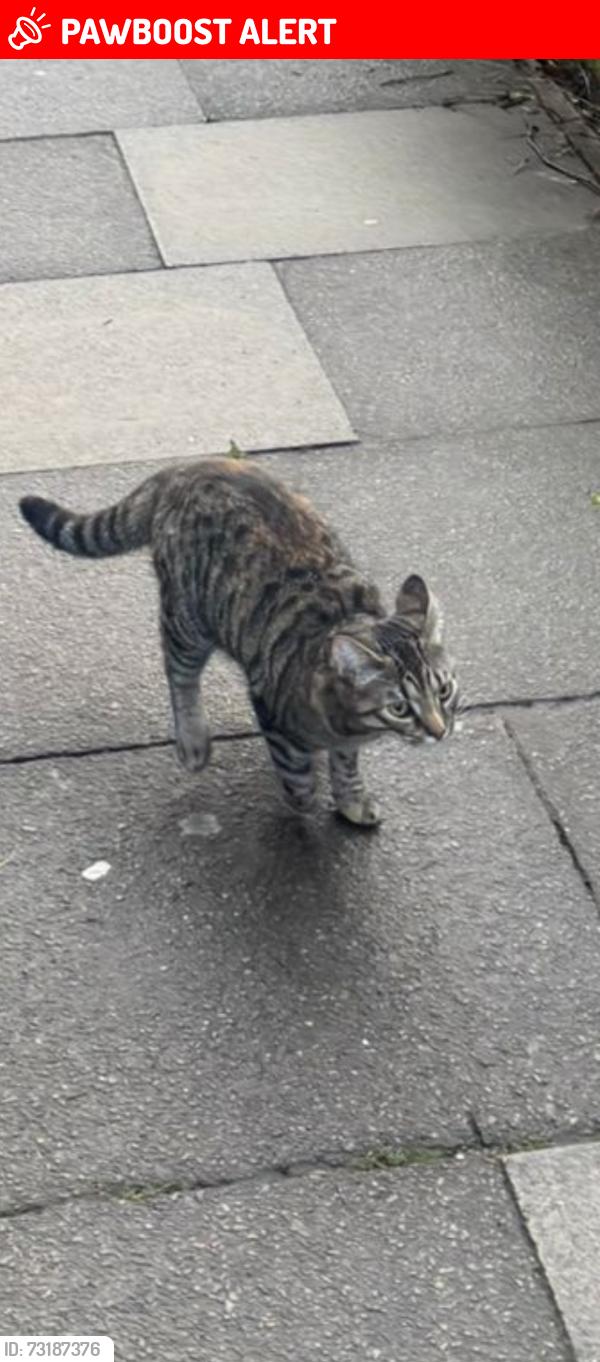 Lost Female Cat last seen Asda, Chelmsford, England 
