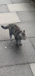 Lost Female Cat last seen Asda, Chelmsford, England 
