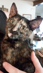 Found/Stray Female Cat last seen Lapalma ave ., Anaheim, CA 92806