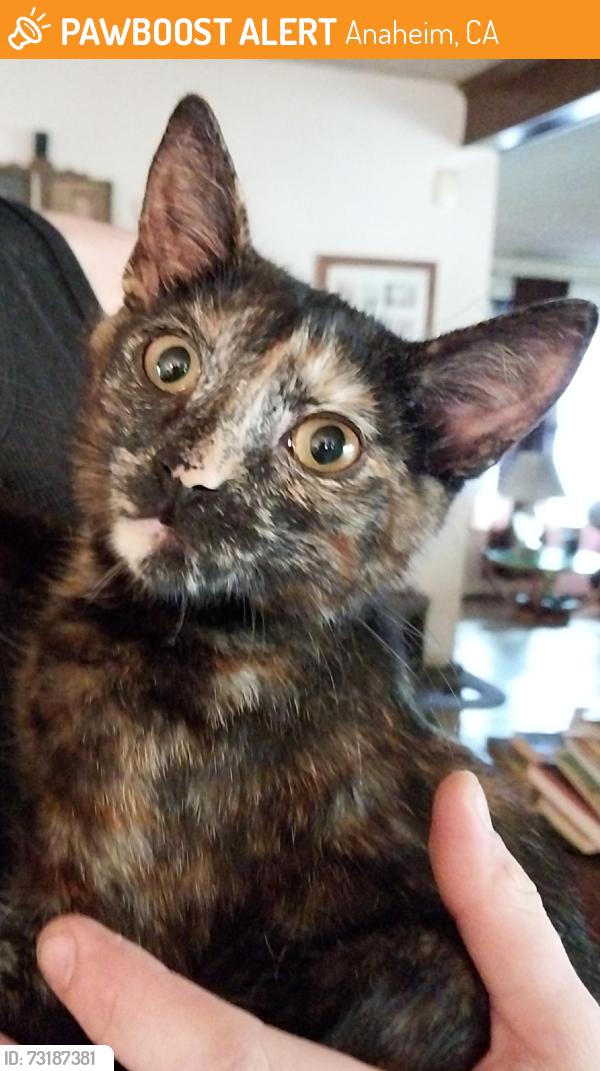 Found/Stray Female Cat last seen Lapalma ave ., Anaheim, CA 92806