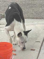 Found/Stray Male Dog last seen Near ibsen ln Victorville, Victorville, CA 92392