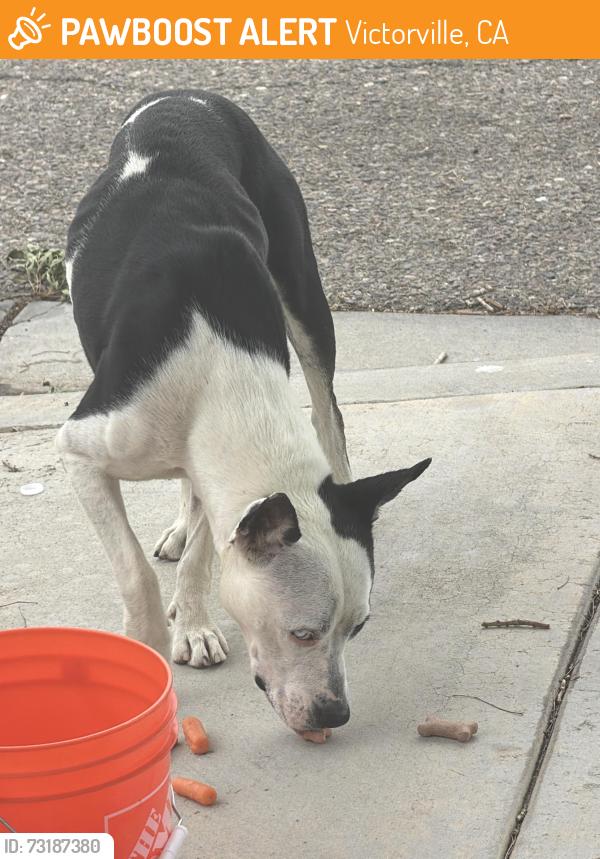 Found/Stray Male Dog last seen Near ibsen ln Victorville, Victorville, CA 92392