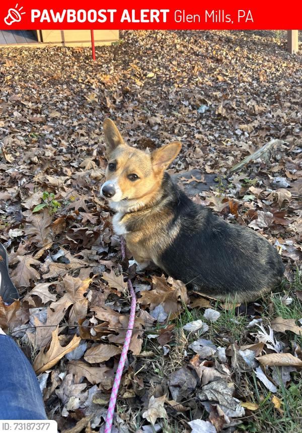 Lost Female Dog last seen Near Locksley rd Glen Mills rd, Glen Mills, PA 19342