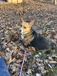 Lost Female Dog last seen Near Locksley rd Glen Mills rd, Glen Mills, PA 19342