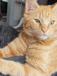Lost Male Cat last seen Near Delta Drive, Musselburgh, East Lothian, Scotland EH21 8HJ