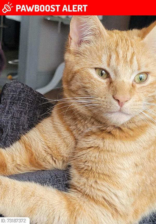 Lost Male Cat last seen Near Delta Drive, Musselburgh, East Lothian, Scotland EH21 8HJ