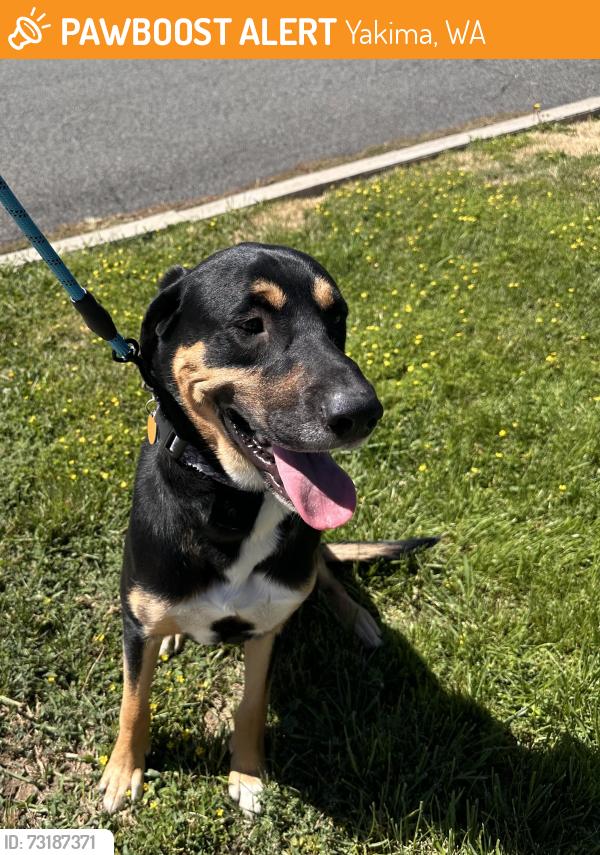 Found/Stray Male Dog last seen 32nd Ave and Viola, Yakima, WA 98902