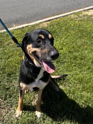 Found/Stray Male Dog last seen 32nd Ave and Viola, Yakima, WA 98902