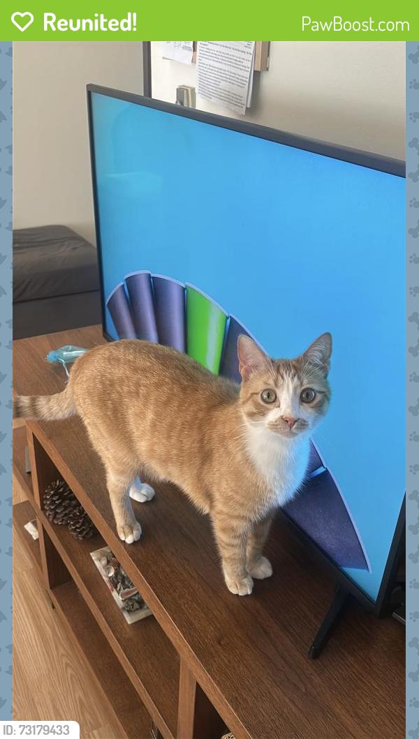 Reunited Male Cat last seen E 2nd street, Long Beach, CA 90803