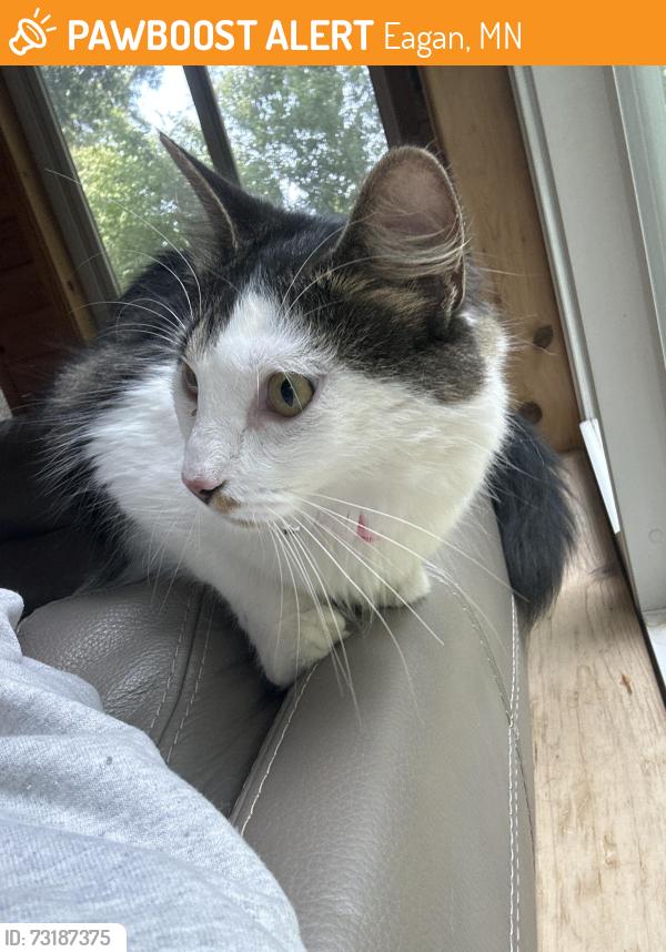 Found/Stray Unknown Cat last seen reading road. by cub foods in eagan, Eagan, MN 55123