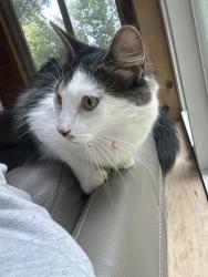 Found/Stray Unknown Cat last seen reading road. by cub foods in eagan, Eagan, MN 55123