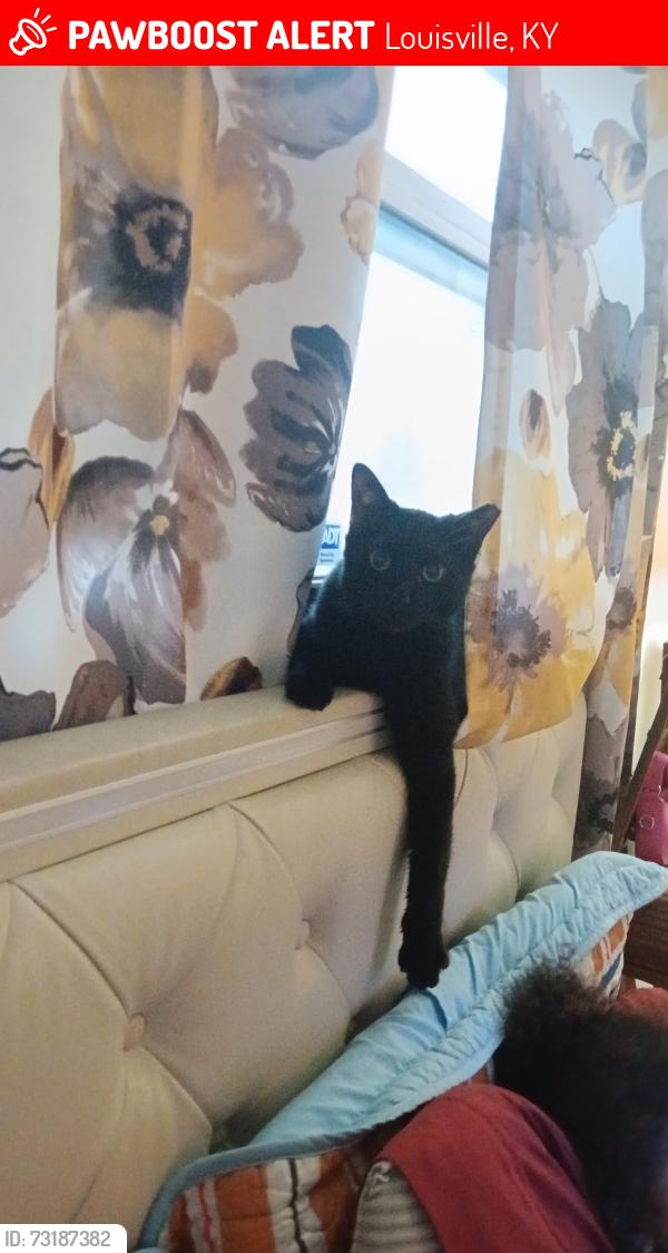 Lost Female Cat last seen Earlann dr louisville 40219, Louisville, KY 40219