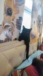 Lost Female Cat last seen Earlann dr louisville 40219, Louisville, KY 40219