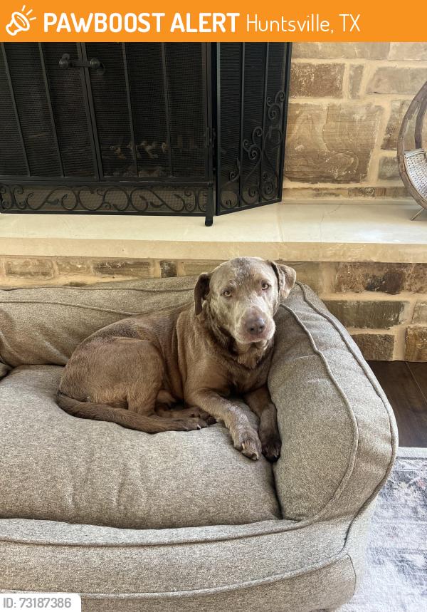 Found/Stray Male Dog last seen Highway 190, Huntsville, TX 77340