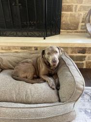 Found/Stray Male Dog last seen Highway 190, Huntsville, TX 77340