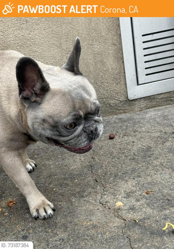 Found/Stray Female Dog last seen Ashton apmts, Corona, CA 92879