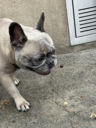 Found/Stray Female Dog last seen Ashton apmts, Corona, CA 92879