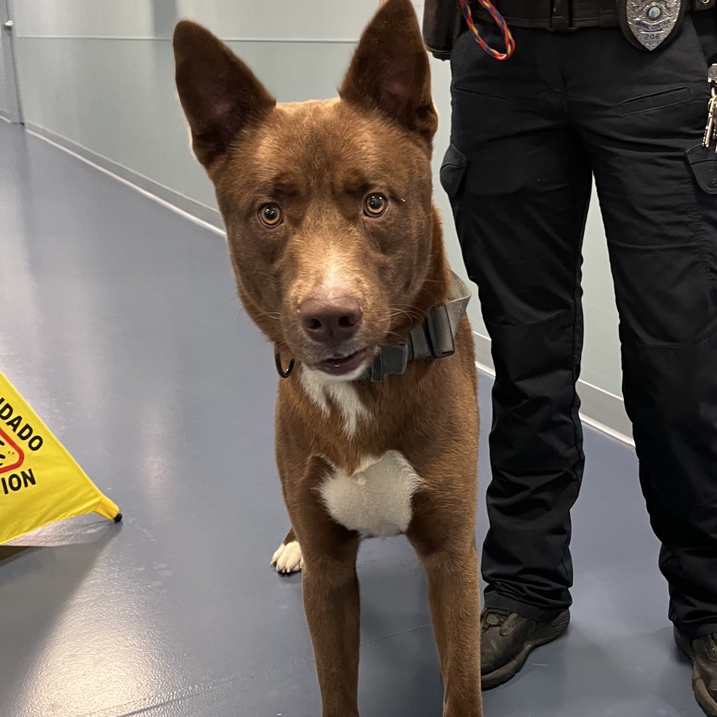 Shelter Stray Male Dog last seen , 980 Guilford College Rd, Greensboro, NC 27409, USA