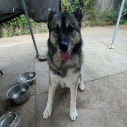 Shelter Stray Male Dog last seen , 361 S Raymond Ave, Pasadena, CA 91105, USA