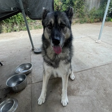 Shelter Stray Male Dog last seen , 361 S Raymond Ave, Pasadena, CA 91105, USA