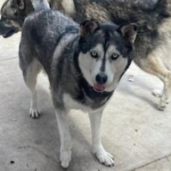 Shelter Stray Female Dog last seen , 361 S Raymond Ave, Pasadena, CA 91105, USA