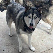 Shelter Stray Female Dog last seen , 361 S Raymond Ave, Pasadena, CA 91105, USA