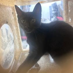 Shelter Stray Male Cat last seen , Animal Care & Control Team of Philly, 111 W Hunting Park Ave, Philadelphia, PA 19140, USA
