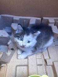 Found/Stray Unknown Cat last seen 57th and Denker, Los Angeles, CA 90062