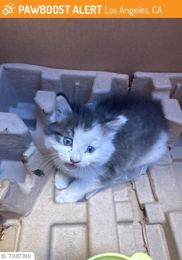 Found/Stray Unknown Cat last seen 57th and Denker, Los Angeles, CA 90062